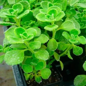 Plectranthus Vick Plant Live - 4 Inch Pot Herb Garden