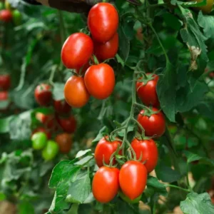 Plum Tomato Plants - Lot of 4 Live Plants - 6-10" Tall - Garden Ready