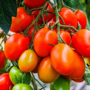 Plum Tomato Plants - Lot of 4 Live Plants - 6-10