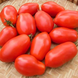 Plum Tomato Plants - Lot of 4 Live Plants - 6-10