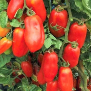 Plum Tomato Plants - Set of 2 Live Heirloom Variety 6-10 Inches Tall for Garden