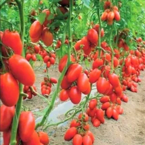 Plum Tomato Plants - Set of 2 Live Heirloom Variety 6-10 Inches Tall for Garden