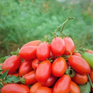 Plum Tomato Plants - Set of 2 Live Heirloom Variety 6-10 Inches Tall for Garden