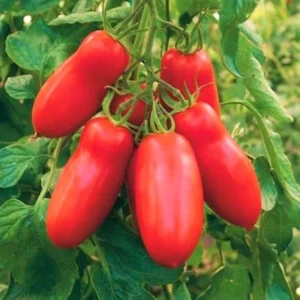 Plum Tomato Plants Set of 4 - 6-10 Inch Live Tomato Tree Plant High-Yielding