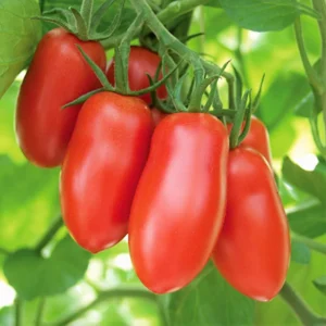 Plum Tomato Plants Set of 4 - 6-10 Inch Live Tomato Tree Plant High-Yielding