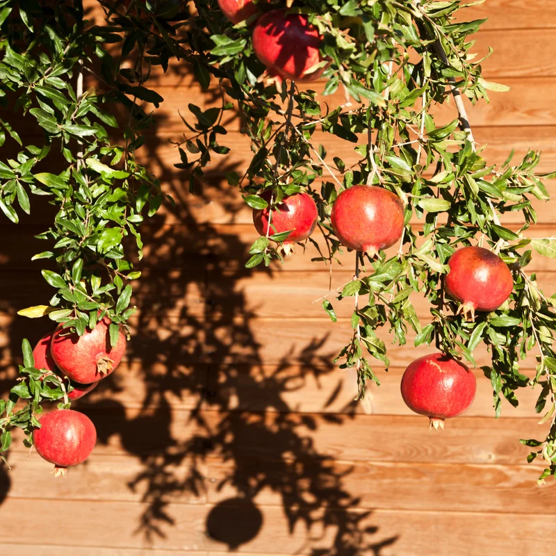 Pomegranate Tree Live Plant - 10-12 Inches Tall - Fruit Tree for Home Garden