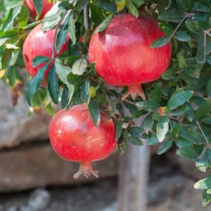 Pomegranate Tree Live Plant - 10-12 Inches Tall - Fruit Tree for Home Garden