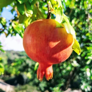 Pomegranate Tree Live Plant - 10-12 Inches Tall - Fruit Tree for Home Garden