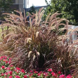 Purple Fountain Grass Live Plants - Set of 3 Ornamental Grass Clumps Perennial