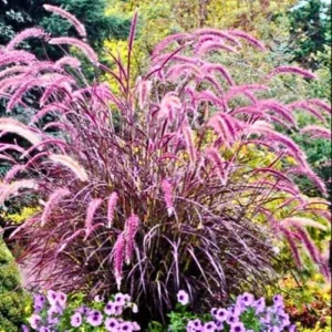 Purple Fountain Grass Live Plants - Set of 3 Ornamental Grass Clumps Perennial