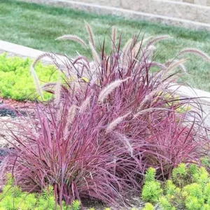 Purple Fountain Grass Live Plants - Set of 3 Ornamental Grass Clumps Perennial