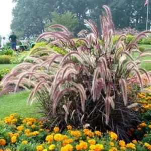 Purple Fountain Grass Live Plants - Set of 3 Ornamental Grass Clumps Perennial