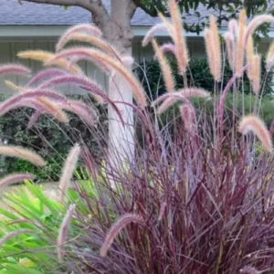 Purple Fountain Grass Live Plants - Set of 3 Ornamental Grass Clumps Perennial