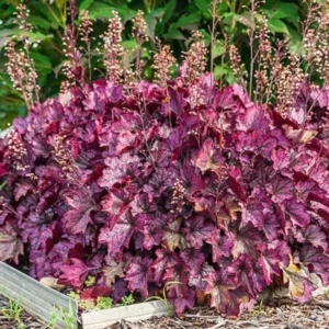 Purple Heuchera Plants Pack - 2 Live Coral Bells, Perennial Shrubs for Growing