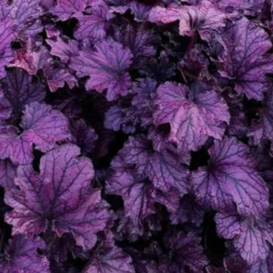 Purple Heuchera Plants Pack - 2 Live Coral Bells, Perennial Shrubs for Growing