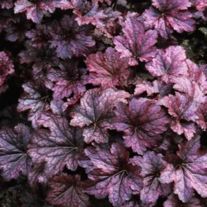 Purple Heuchera Plants - Set of 3 Live Coral Bells, 3-6 Inch, Perennial