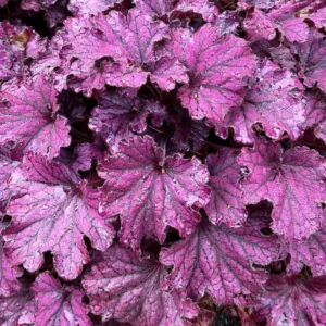 Purple Heuchera Plants - Set of 3 Live Coral Bells, 3-6 Inch, Perennial