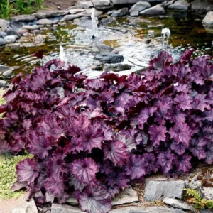 Purple Heuchera Plants - Set of 3 Live Coral Bells, 3-6 Inch, Perennial