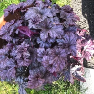 Purple Heuchera Plants - Set of 3 Live Coral Bells, 3-6 Inch, Perennial