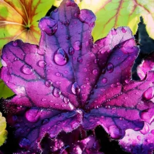 Purple Heuchera Plants - Set of 3 Live Coral Bells, 3-6 Inch, Perennial