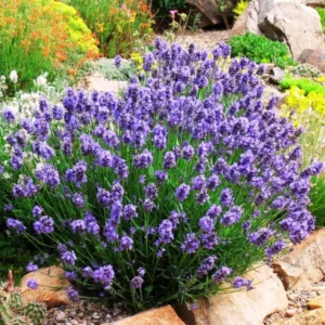 Purple Lavender Plants Live - 2 Pack - 6-8 Inch Tall - Edible Herb Perennial