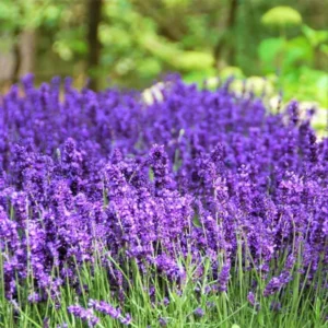 Purple Lavender Plants Live - 2 Pack - 6-8 Inch Tall - Edible Herb Perennial