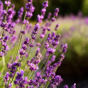 Purple Lavender Plants Live - 2 Pack - 6-8 Inch Tall - Edible Herb Perennial