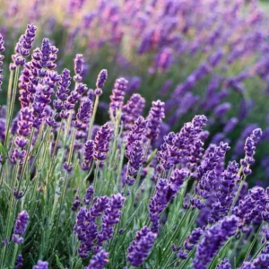 Purple Lavender Plants Live - 2 Pack - 6-8 Inch Tall - Edible Herb Perennial