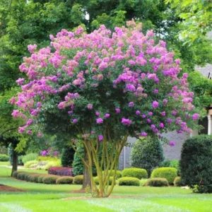 Purple Lilac Plant