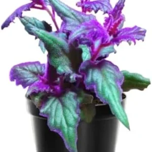 Purple Passion Plant Live - 2 Gynura Aurantiaca Plants, 4-9 Inch, Purple Velvet Royal Plant Indoor