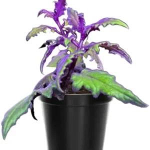 Purple Passion Plant Live - 2 Gynura Aurantiaca Royal Velvet Indoor Plants, 4-9 Inch