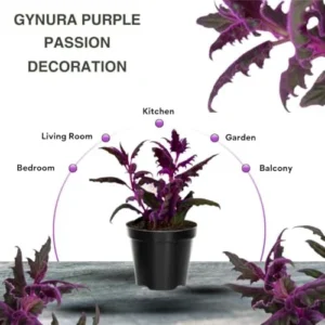 Purple Passion Plant Live - 2 Royal Velvet Plants, 4-9 Inch Houseplant