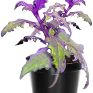 Purple Passion Plant Live - Gynura Aurantiaca Royal Velvet Plant 4-9 Inch Height