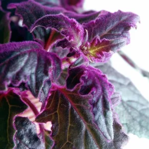 Purple Passion Plant Live - Gynura Aurantiaca Royal Velvet Plant 4-9 Inch Height