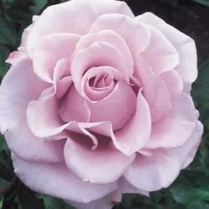 Purple Rose Plant Live - Climbing Heirloom Rose Bush - Fragrant Outdoor Flowers 6-10 Inch