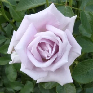 Purple Rose Plant Live - Climbing Heirloom Rose Bush - Fragrant Outdoor Flowers 6-10 Inch