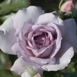 Purple Rose Plant Live - Climbing Heirloom Rose Bush - Fragrant Outdoor Flowers 6-10 Inch