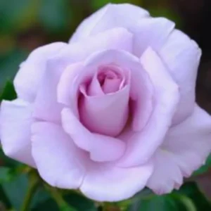 Purple Rose Plant Live - Climbing Heirloom Rose Bush - Fragrant Outdoor Flowers 6-10 Inch