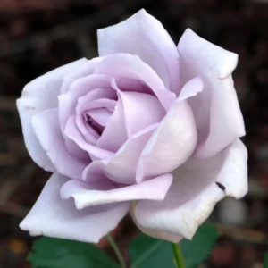 Purple Rose Plant Live - Climbing Heirloom Rose Bush - Fragrant Outdoor Flowers 6-10 Inch