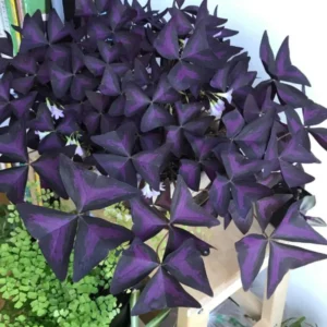 Purple Shamrock Bulbs - 10 Oxalis Triangularis, Easy Grow, Purple Foliage