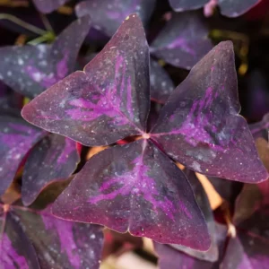 Purple Shamrock Bulbs - 10 Oxalis Triangularis, Easy Grow, Purple Foliage