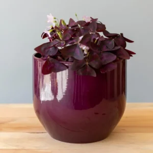 Purple Shamrock Bulbs - 10 Oxalis Triangularis, Easy Grow, Purple Foliage