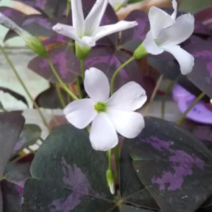 Purple Shamrock Bulbs - 10 Oxalis Triangularis, Easy Grow, Purple Foliage