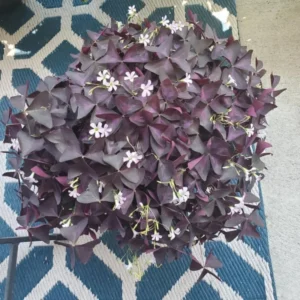 Purple Shamrock Bulbs - 10 Oxalis Triangularis, Easy Grow, Purple Foliage