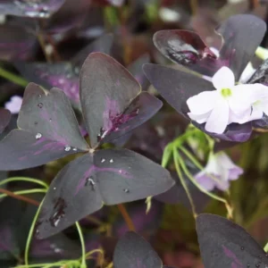 Purple Shamrock Bulbs - 10 Oxalis Triangularis, Easy Grow, Purple Foliage