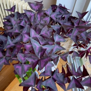 Purple Shamrock Bulbs - 5 Oxalis Bulbs, Corms, Purple Flowers, Grow Zone 3-11