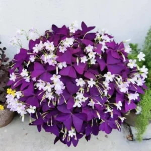 Purple Shamrock Plant Live - Oxalis Triangularis - 4 Inch Lucky Houseplant