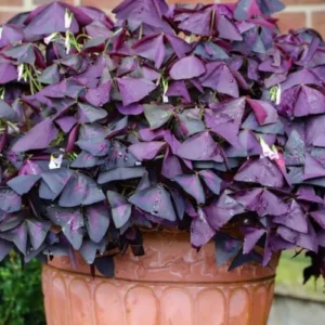 Purple Shamrock Plant Live - Oxalis Triangularis - 4 Inch Lucky Houseplant