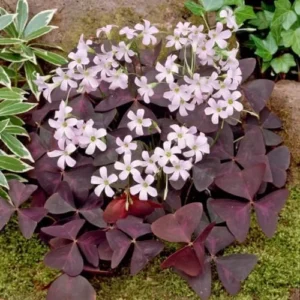 Purple Shamrock Plant Live - Oxalis Triangularis - 4 Inch Lucky Houseplant