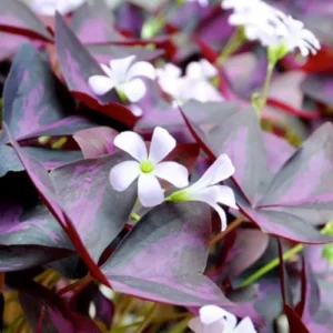 Purple Shamrock Plant Live - Oxalis Triangularis - 4 Inch Lucky Houseplant